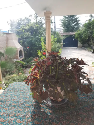 تصویر 4 - ویلا گلباغ ریحانه در رامسر