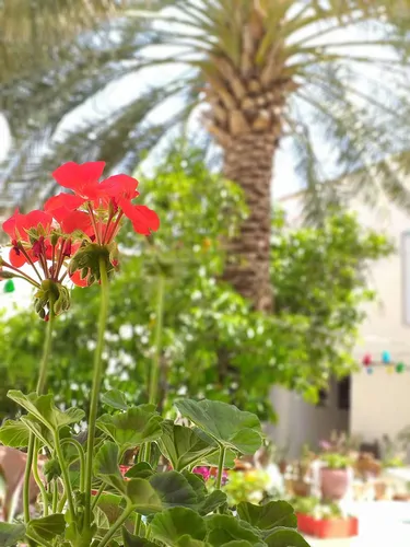 تصویر 2 - اقامتگاه بومگردی نریمان (اتاق ویانا) در اوز