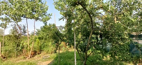 تصویر 15 - کلبه سوئیسی آندیا در  ماسال