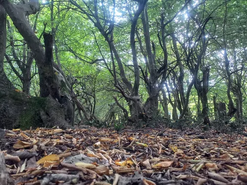 تصویر 5 - کلبه کلبه جنگلی بهادر در  رودبار