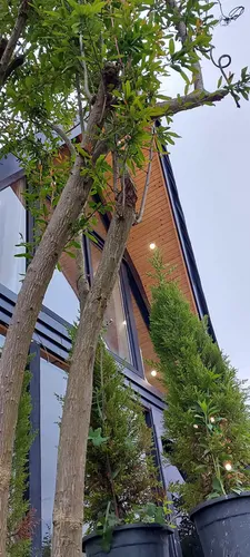 تصویر ۱ - کلبه پسر جنگل  در  دوهزارشهسوار