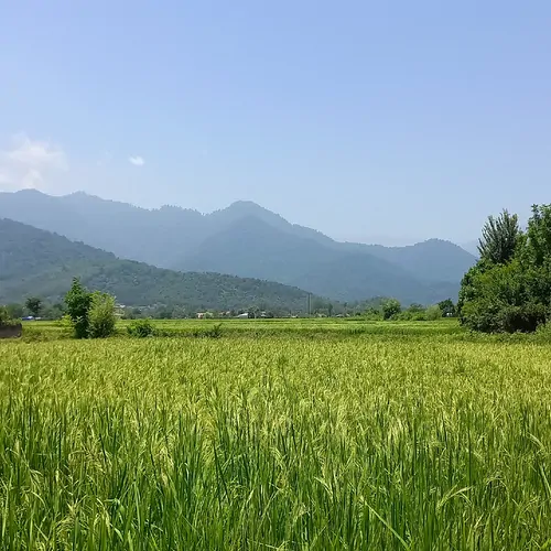تصویر 25 - ویلا جنگلی ناردون در  ماسال