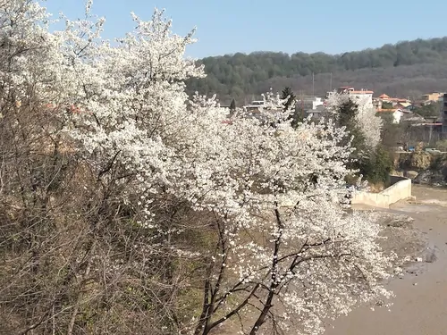 تصویر 23 - ویلا  جنگلی آرامش در  شیرگاه