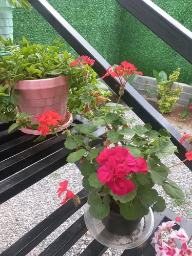 تصویر 13 - کلبه سوئیسی ماهلین  در  زیراب