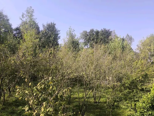 تصویر 3 - ویلا ویلای مهر در سیاهکل
