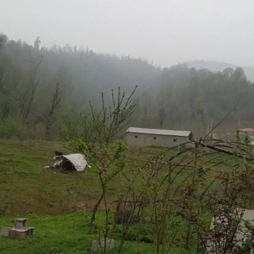 تصویر 3 - کلبه کلبه جنگلی آرامش در ماسال