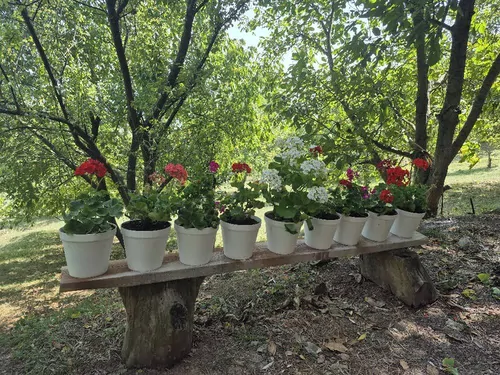 تصویر 3 - ویلا باغ گردو سلانسر رستم اباد در رستم آباد