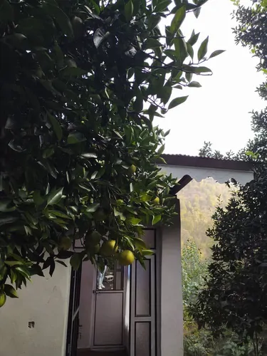 تصویر 17 - ویلا باغ جنگلی سیاهمزگی در شفت