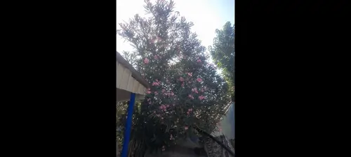 تصویر 4 - سوییت اقامتگاه سنتی یزدان در آستارا