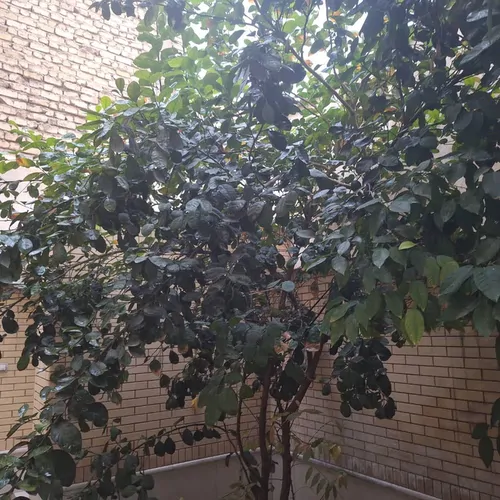 تصویر 13 - خانه وکیل الرعایا در  شیراز