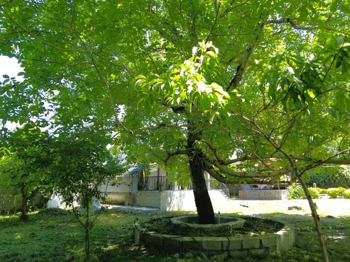 تصویر 17 - کلبه سوییسی باران در لاهیجان