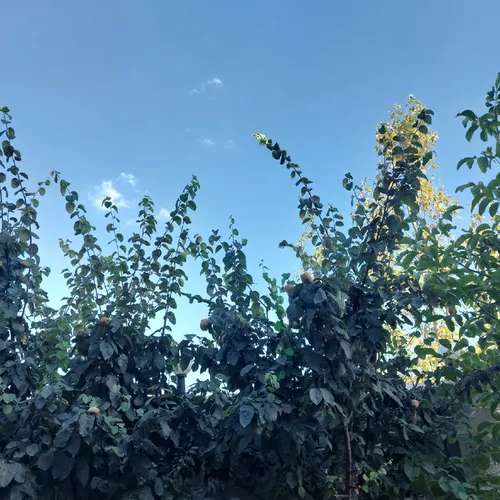 تصویر 2 - خانه اقامتگاه در کلیبر
