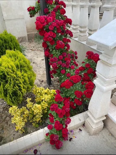 تصویر 16 - ویلا استخردار آبگرم بوستان (۳) با بیلیارد در  چهارباغ