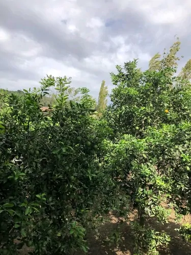 تصویر 12 - ویلا جنگلی پارسا در سوادکوه
