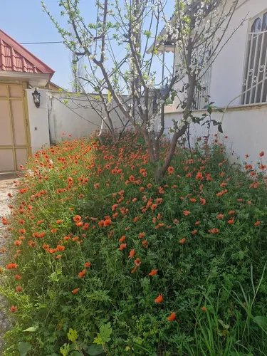 تصویر 17 - سوییت شاهد در  چمستان