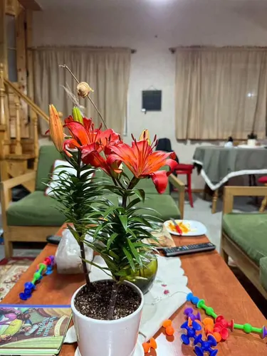 تصویر 3 - ویلا کوهستان سرد در دیلمان