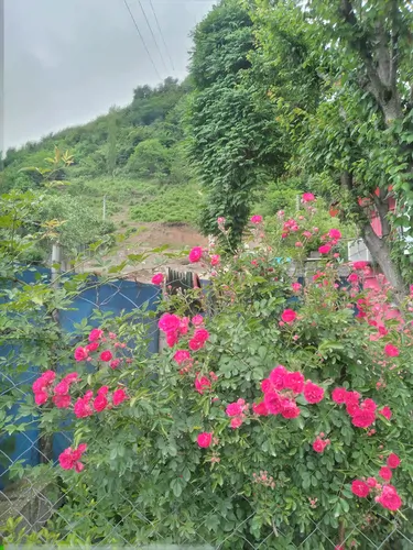 تصویر 19 - ویلا خونه صورتی در  آستارا