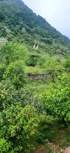 تصویر 24 - ویلا استخردار آبگرم جنگلی سفید تمشک با جکوزی در رامسر