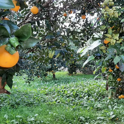 تصویر 33 - خانه مسافر باغ پرتقال در  شیرود