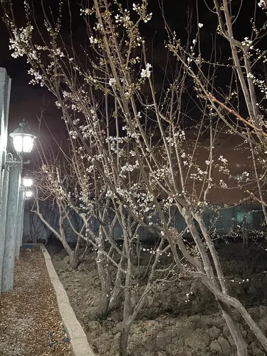 تصویر 2 - ویلا باغ ويلا در شهریار