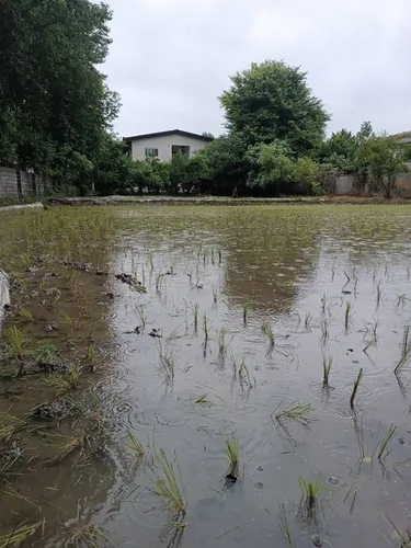 تصویر 23 - ویلا  باغ نیکوکار در  چالوس