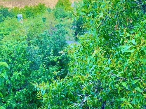 تصویر 5 - ویلا استخردار در  رودهن