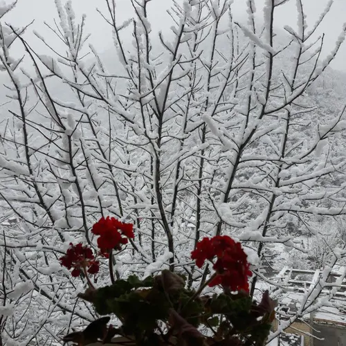 تصویر 16 - کلبه جنگلی دنج در  ماسال