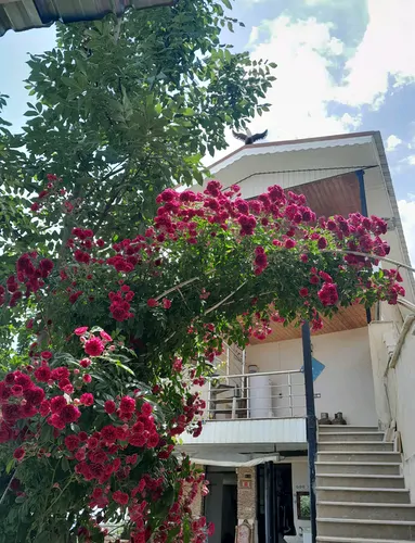 تصویر 19 - خانه چهار سره در آمل