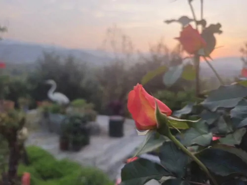 تصویر 26 - ویلا نیلوفر آبی در لنگرود