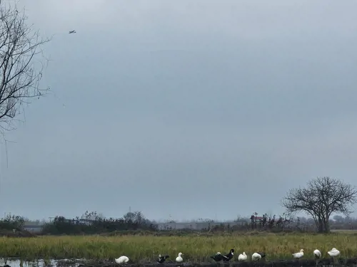 تصویر 13 - ویلا گلسار در  رشت