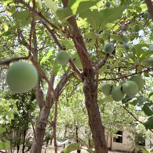 تصویر 2 - ویلا باغ گردو دماوند وپیست اسکی در دماوند
