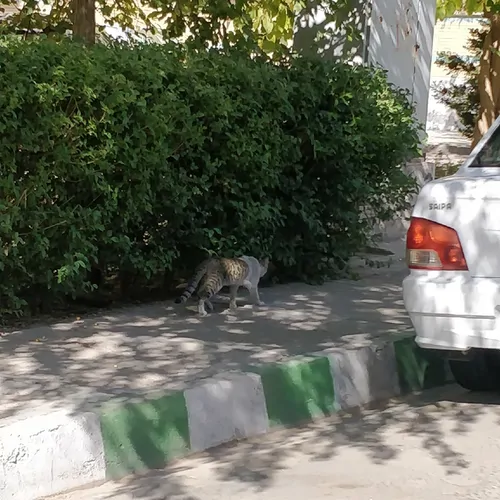 تصویر 3 - آپارتمان یاس در زاهدان