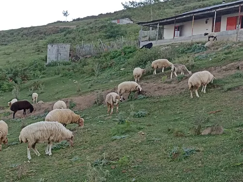 تصویر 4 - کلبه کوهستانی لاکچری در اسالم