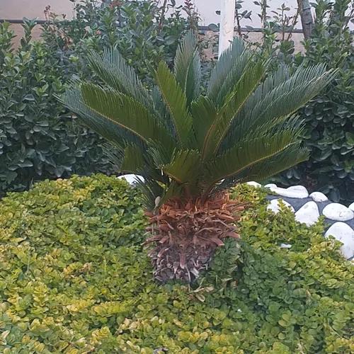تصویر 9 - ویلا باغچه جهان در  کردان