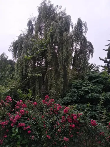 تصویر 4 - ویلا سپیدارستان  در شیرگاه
