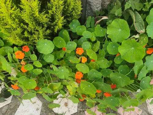 تصویر 29 - ویلا نیلوفر آبی در لنگرود