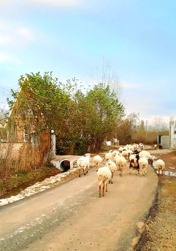 تصویر 30 - کلبه سوئیسی جکوزی دار یاس در ماسال