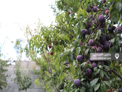 تصویر 3 - ویلا  حبیب زاده  در  اردبیل