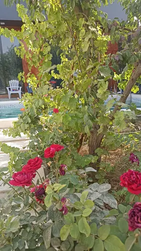 تصویر 25 - ویلا استخردار آبگرم مها  در  سهیلیه