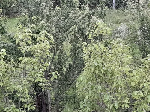 تصویر 23 - کلبه  قاصدک در  ماسال