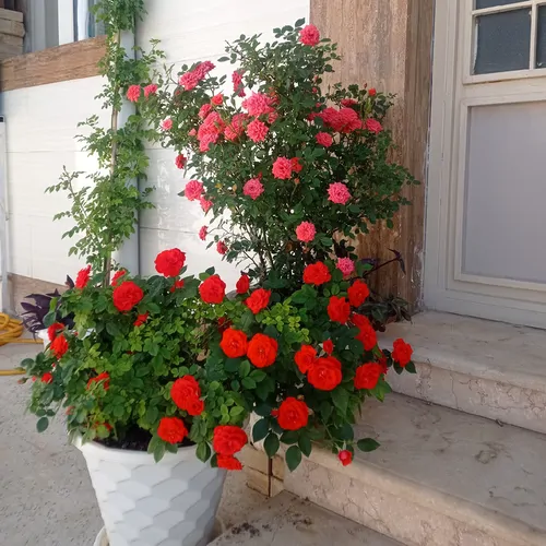 تصویر 10 - ویلا زاگرس  در  دره شهر