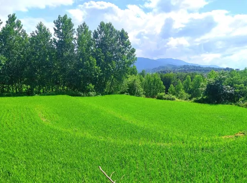 تصویر 17 - ویلا برکه در لاهیجان
