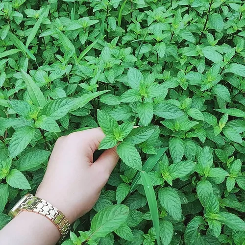 تصویر 5 - ویلا خانه ویلایی در جای امن ومکان ارام وزیبا در  رشت