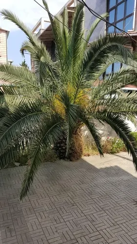 تصویر 18 - ویلا ساحلی اردیبهشت با روف گاردن  در  نور