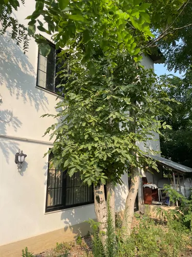 تصویر 4 - ویلا ویلای لاکچری دوبلکس جنگلی با ویو بی نظیر در رشت