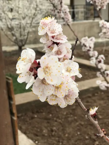 تصویر 14 - خانه ویلایی آنا خانوم در  جلفا