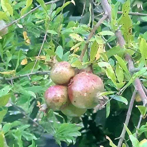 تصویر 5 - ویلا خورشید در  رضوانشهر