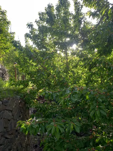 تصویر 5 - ویلا ویلای جنگلی  در  طرقبه