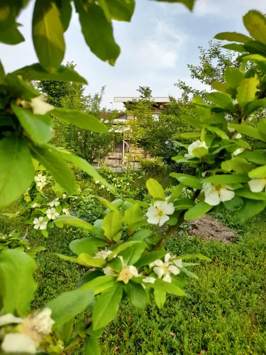 تصویر 16 - ویلا باغ رحمتی  در  ماسال