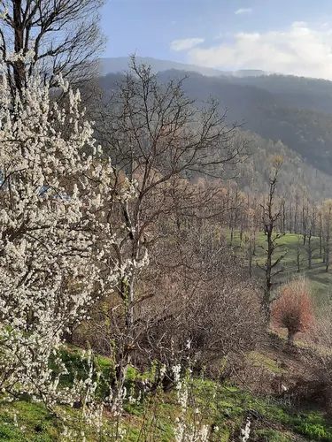 تصویر 12 - ویلا جنگلی آپادانا روستای استخرگاه در  رستم آباد